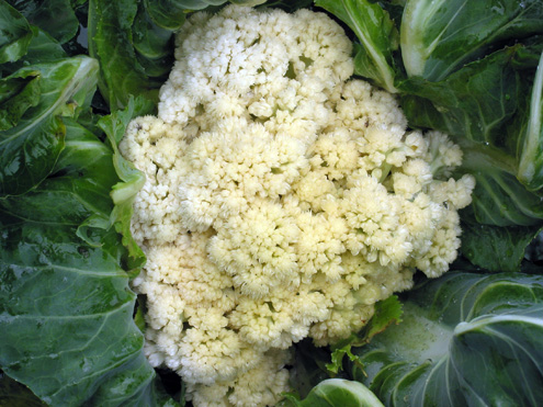 Chou fleur