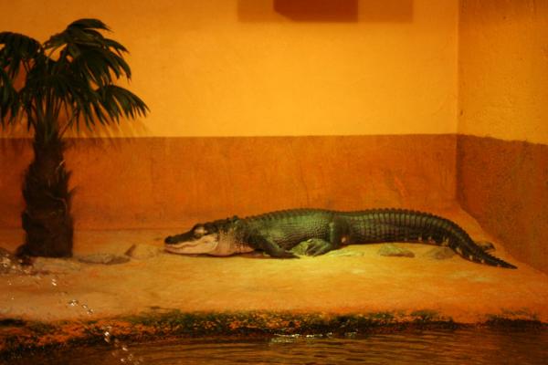 Alligator du mississippi