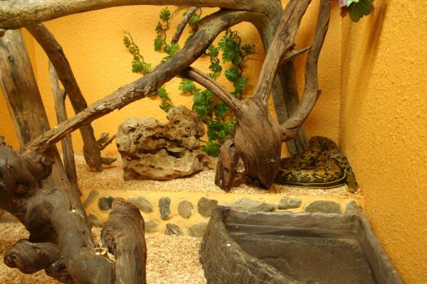 anaconda vert