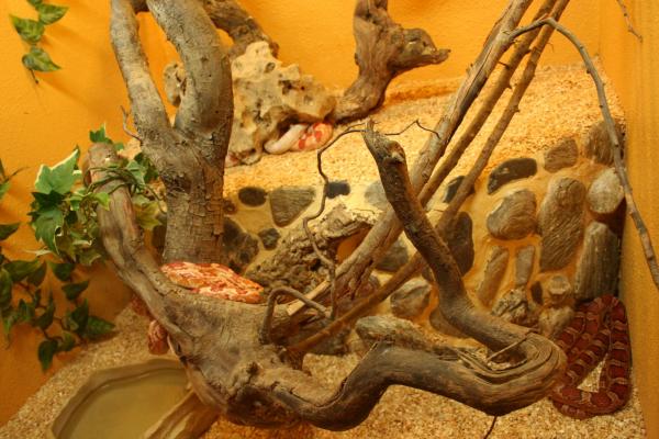Serpents des bles