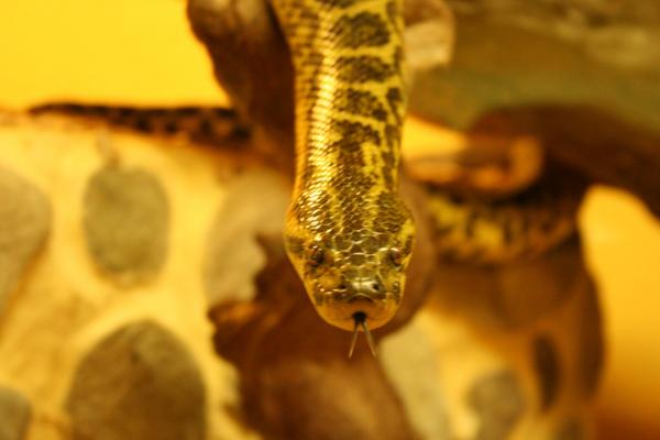 Anaconda Jaune