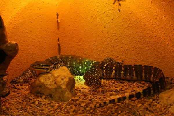 Varan Argus