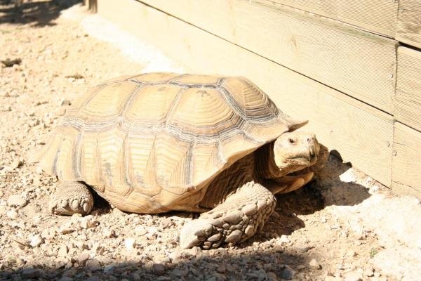 Tortue Sillonnée 2