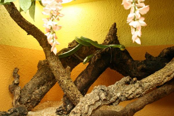 serpent ratier des mangroves