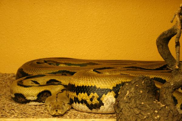 Boa Constrictor
