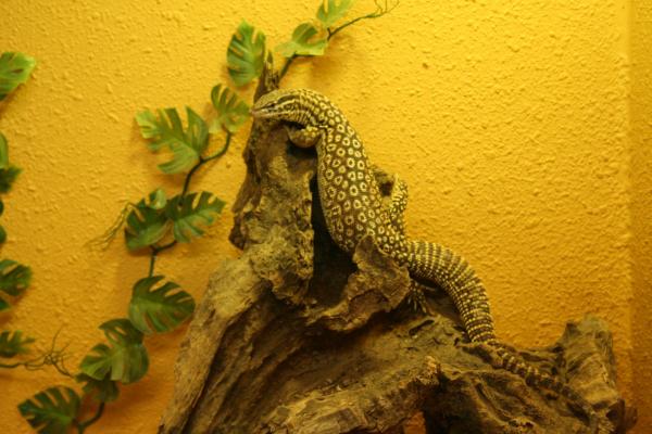 varan a queue epineuse