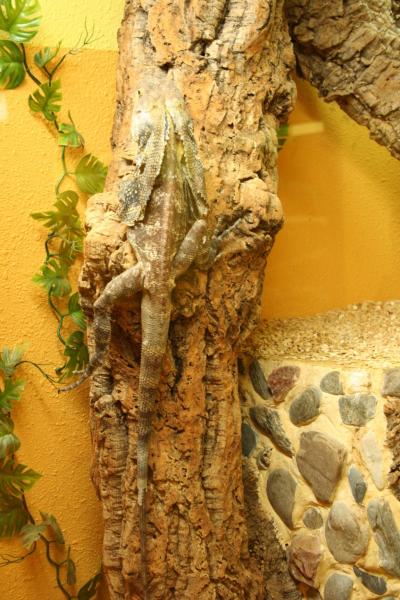 Lezard à collier