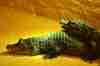 miniature